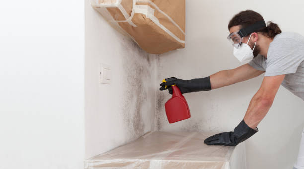 Professional Mold Remediation technician working in Englewood, FL